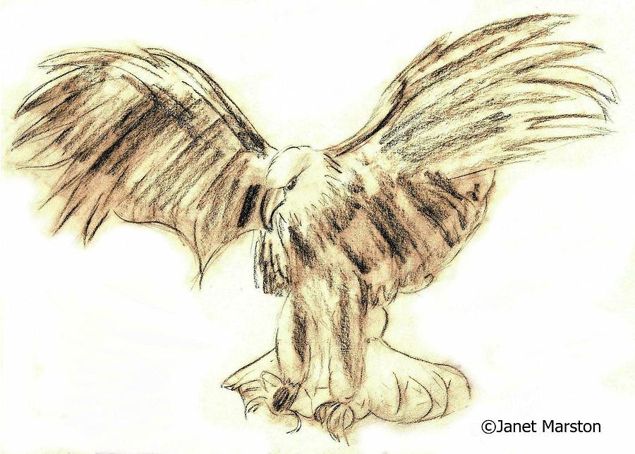 Wildlife Drawing - Bald Eagle Sketch #1 by Janet Marston