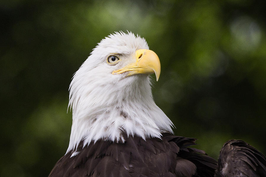 Bald Eagle Photograph by Stephanie McDowell - Fine Art America