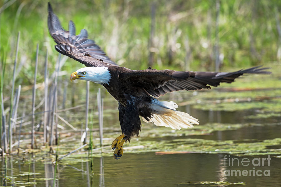 Bald Eagle-3175 Photograph by Steve Somerville