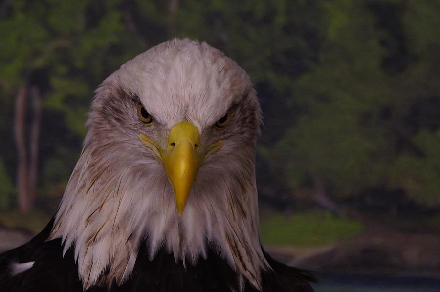 Bald Eagle #2 Photograph by Steven Clipperton