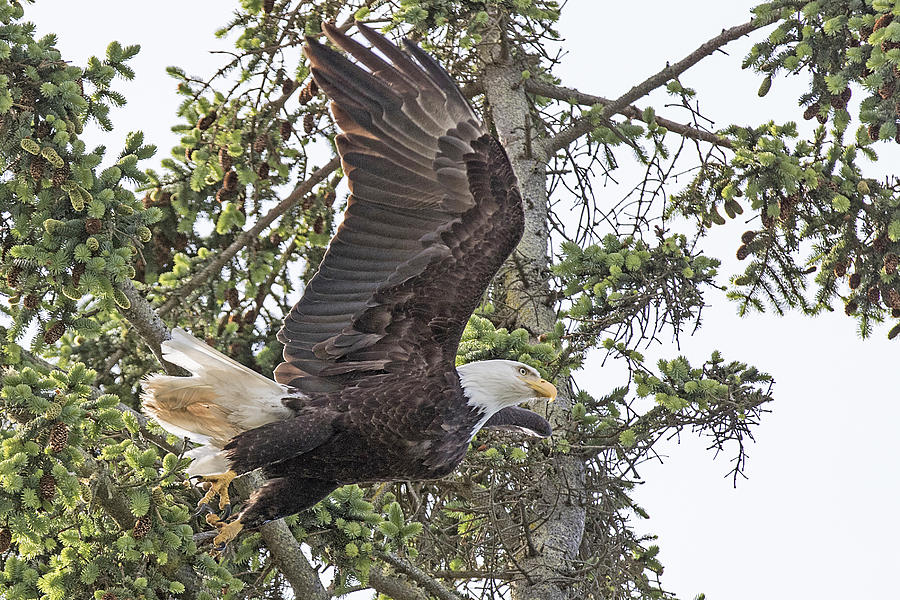 Nature Photograph - Bald Eagle takes flight #1 by Matt McDonald
