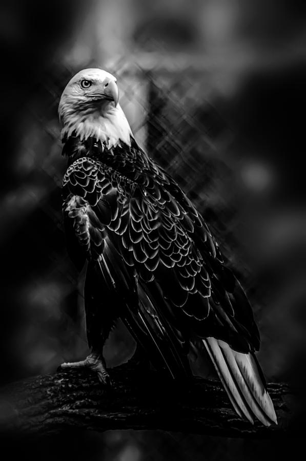 Bald Head Eagle #1 Photograph by Alex Grichenko
