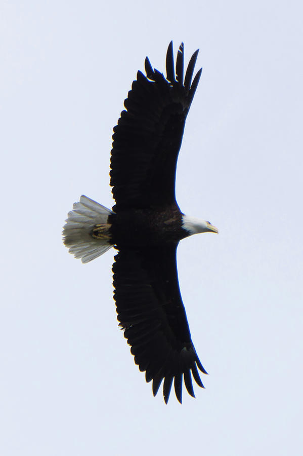Bald Head Eagle In Flight Found In Alaska #1 Photograph by Alex Grichenko