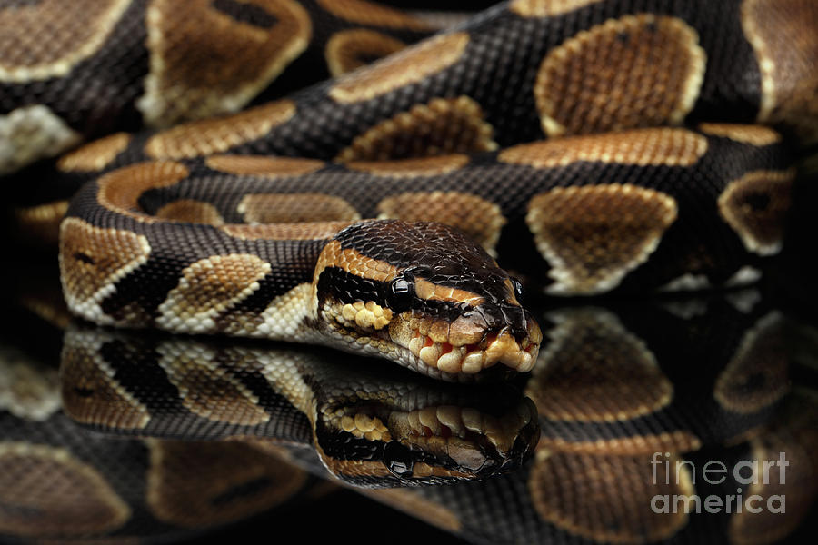 Snake Photograph - Ball or Royal python Snake on Isolated black background by Sergey Taran