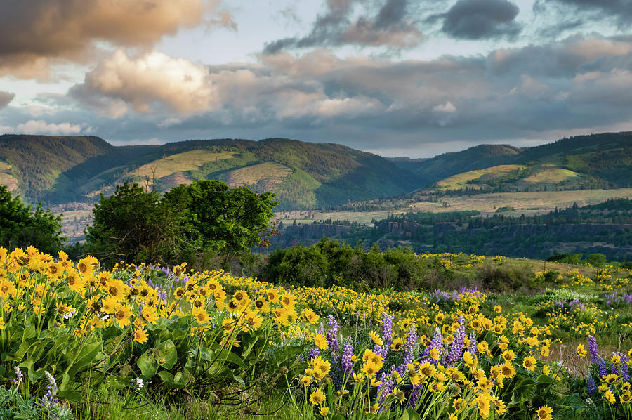 Balsamroot Blooming In The Columbia Gorge Photograph
