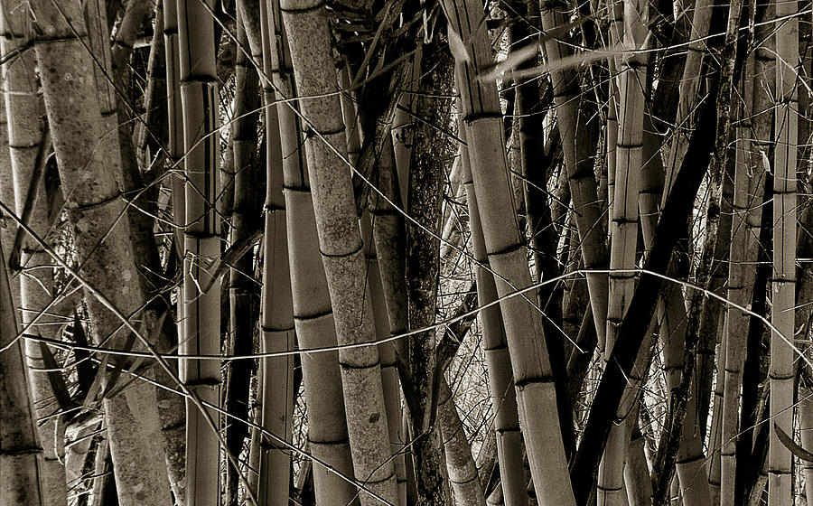 Bamboo #1 Photograph by Amarildo Correa