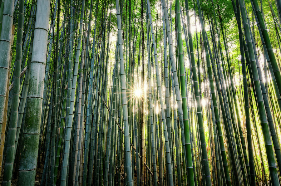 Bamboo forest at Arashiyama #1 Photograph by Craig Szymanski