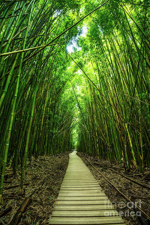 Haleakala National Park Photograph - Bamboo Forest #1 by Jamie Pham