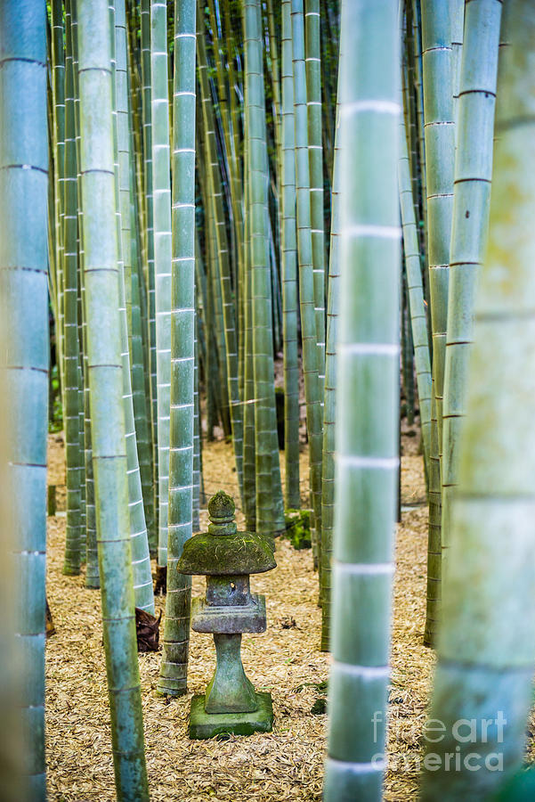 Bamboo Forest, Japan Photograph by Voisin/Phanie
