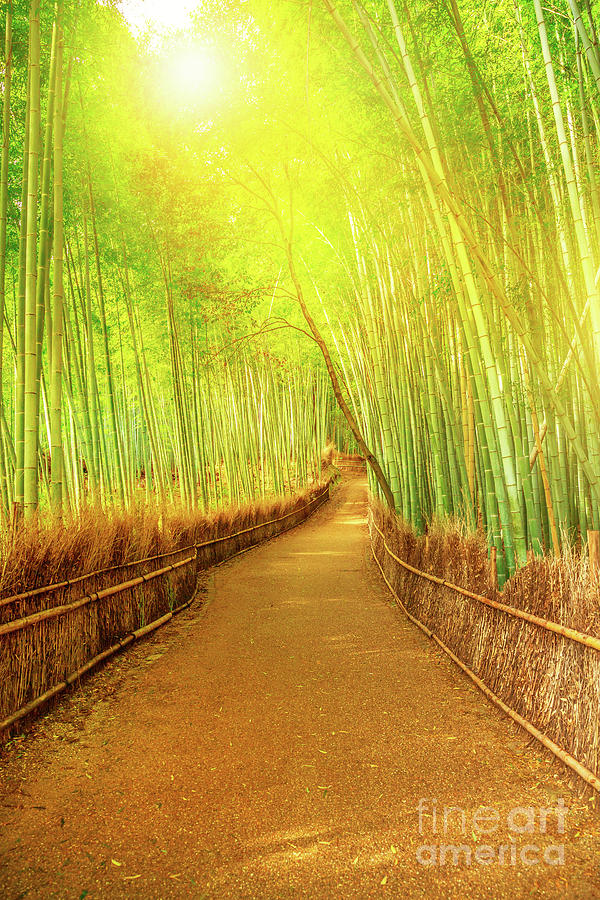 Bamboo grove Arashiyama #1 Photograph by Benny Marty