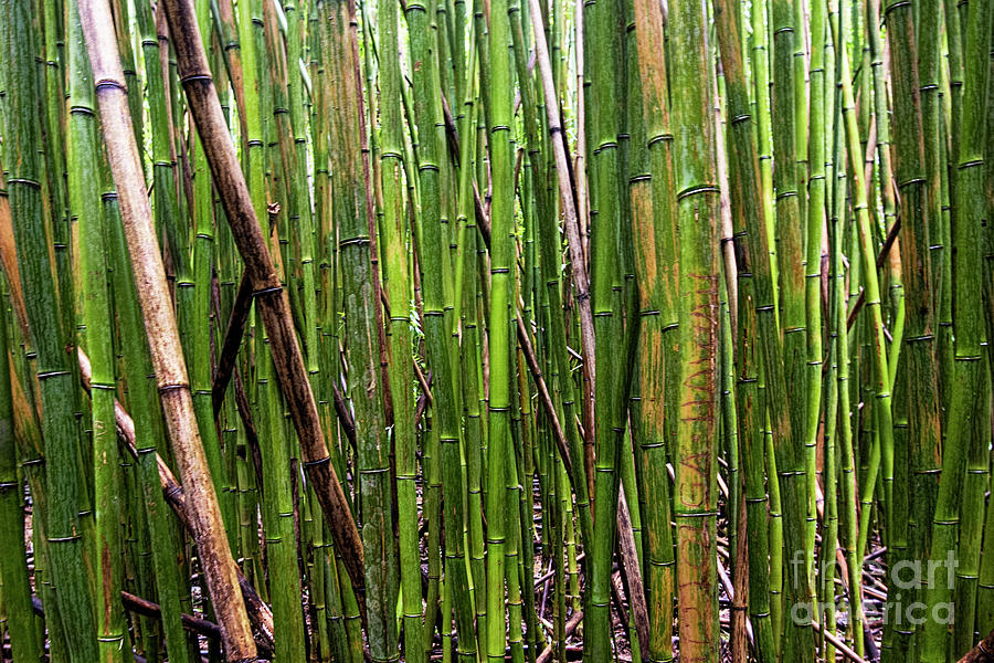 Bamboo #1 Photograph by Baywest Imaging