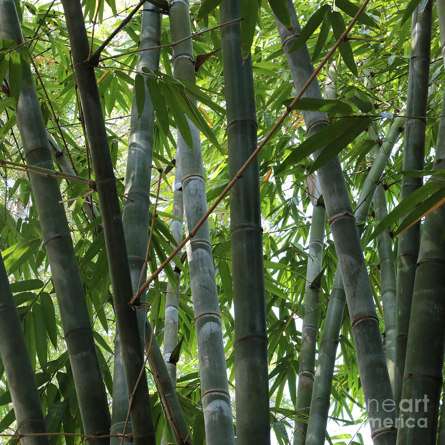 Bamboo Square #2 Photograph by Carol Groenen