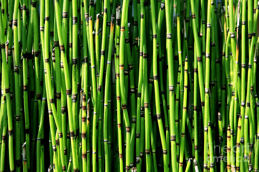 Bamboo #1 Photograph by Timothy Johnson