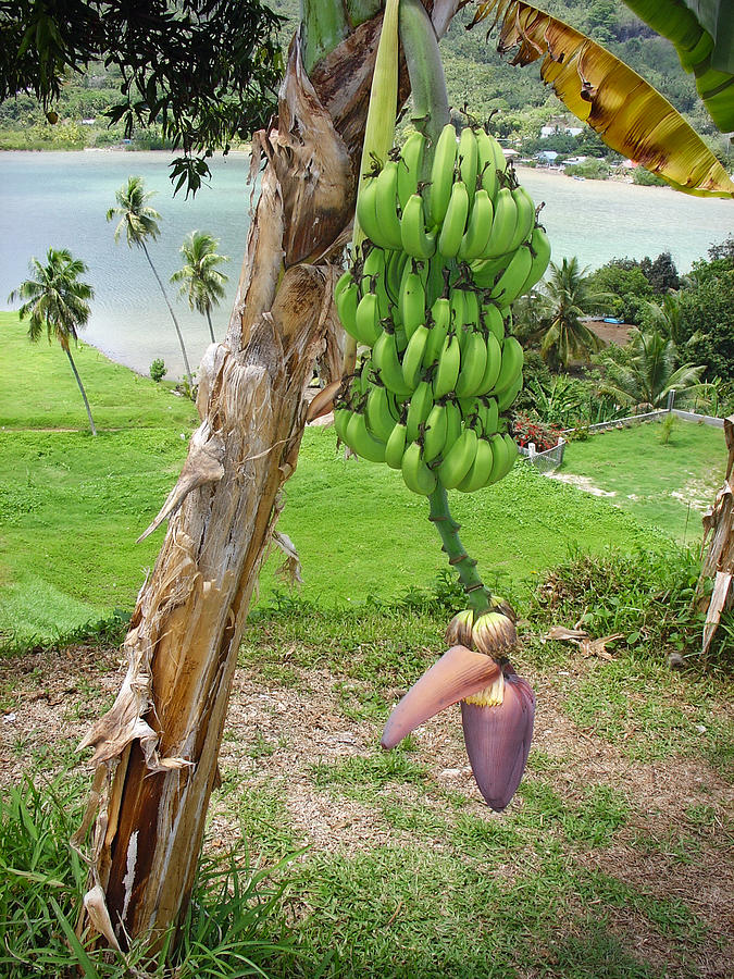 Banana Bora #1 Photograph by Julie Palencia