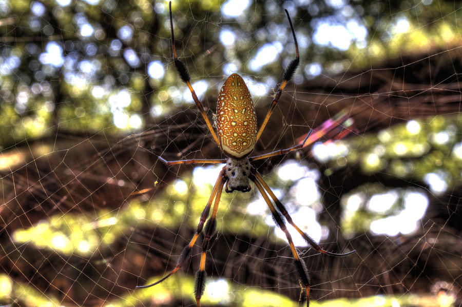 Spider Photograph - Banana Spider #1 by Dustin K Ryan