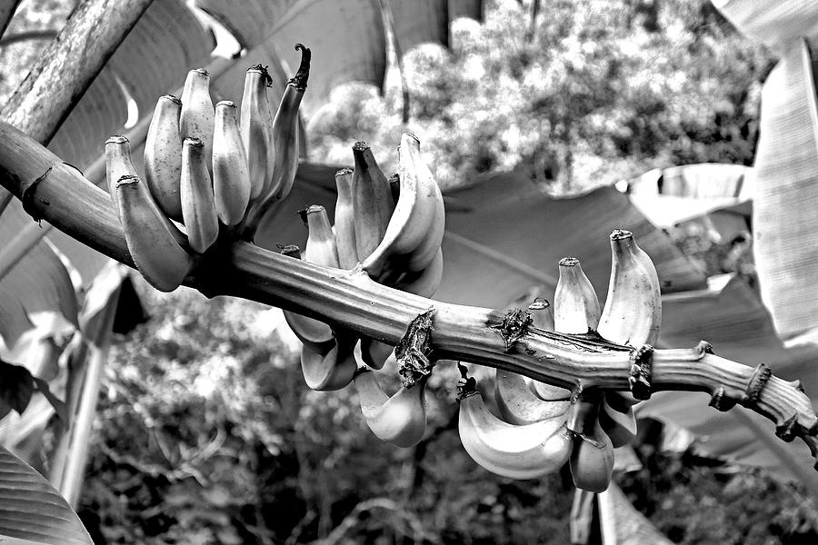 Black And White Photograph - Banana Study 1  #1 by Robert Meyers-Lussier