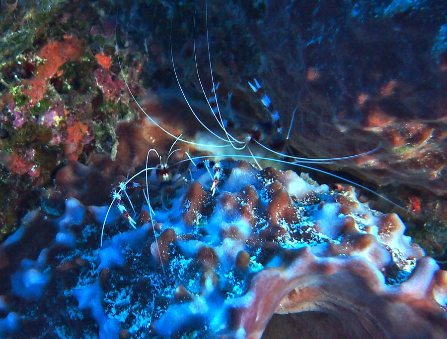 Banded Coral Shrimp #1 Photograph by Amy McDaniel