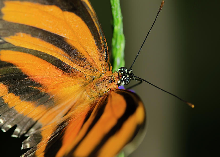 Banded Orange Butterfly #1 Photograph by JT Lewis