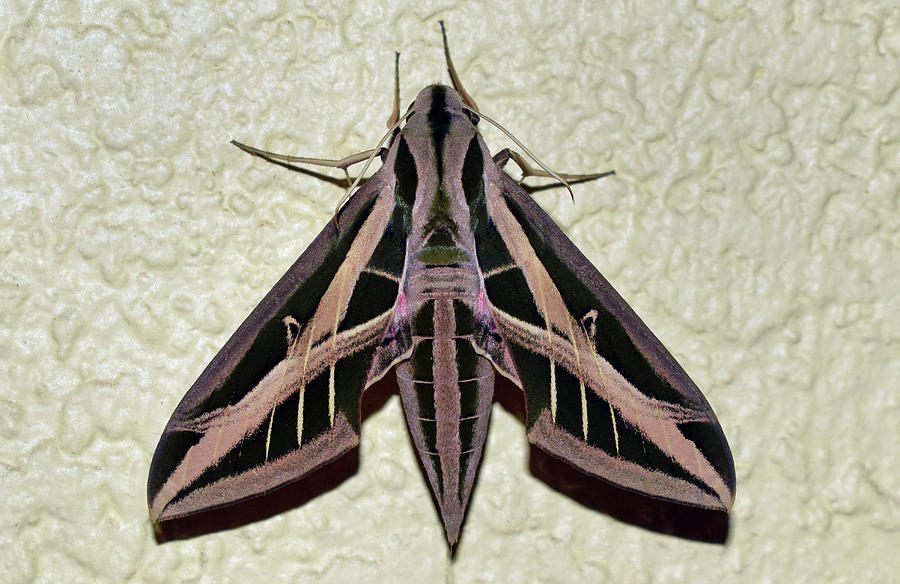 Banded Sphinx Moth #1 Photograph by Larah McElroy
