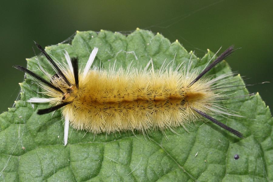 Banded Tussock Moth caterpillar #2 Photograph by Doris Potter