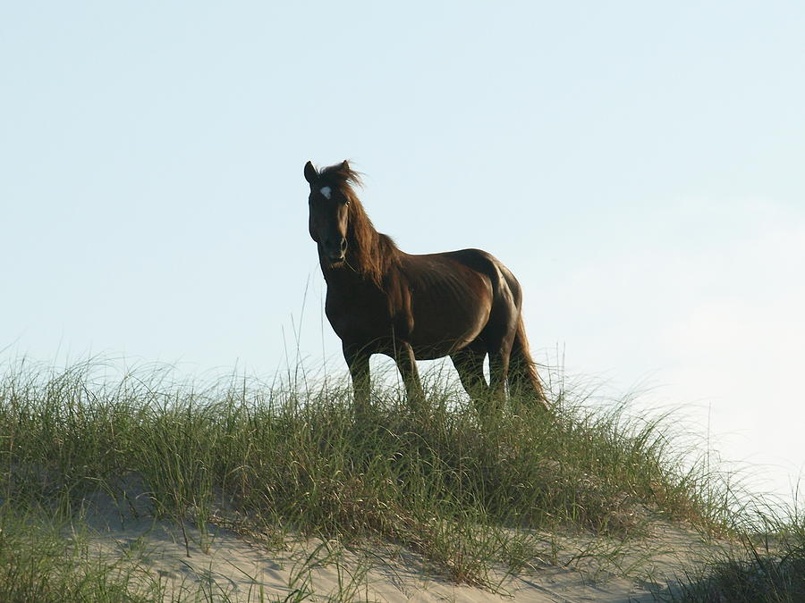 Banker Horse on Dune - 3 #1 Photograph by Jeffrey Peterson