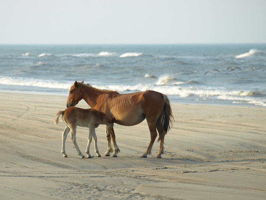 Banker Horses - 7 #1 Photograph by Jeffrey Peterson