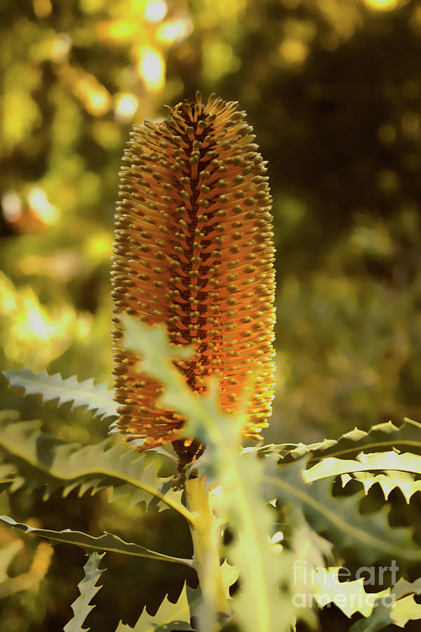 Flowers Still Life Photograph - Banksia IV #1 by Cassandra Buckley