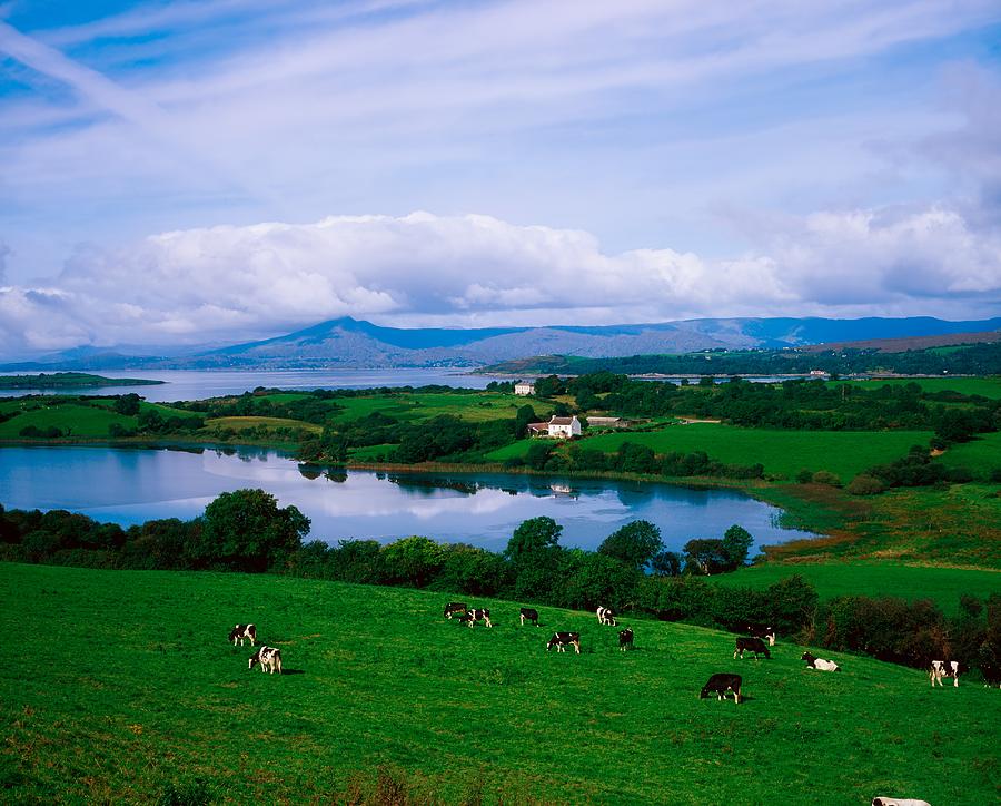 Cow Photograph - Bantry Bay, Co Cork, Ireland #1 by The Irish Image Collection 