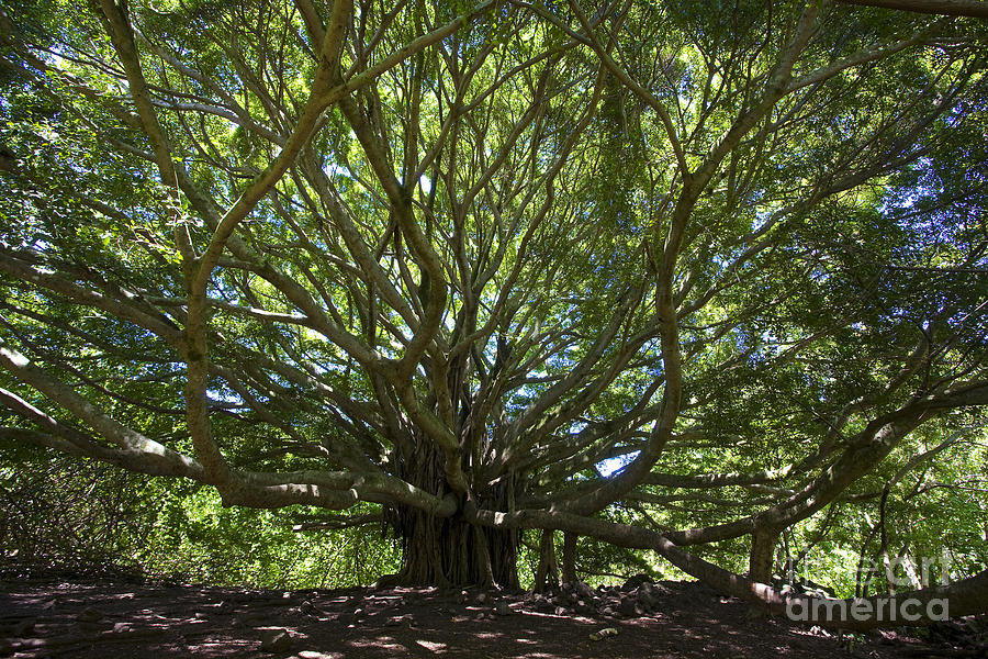 Tree Photograph - Banyon Tree #1 by Greg Clure