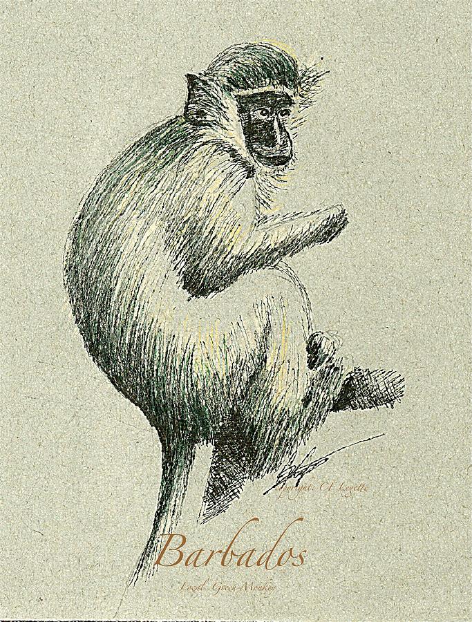 Barbados Green Monkey Drawing by C F Legette