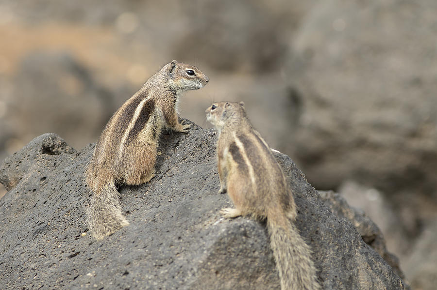 Barbary ground squirrel  #1 Photograph by Chris Smith