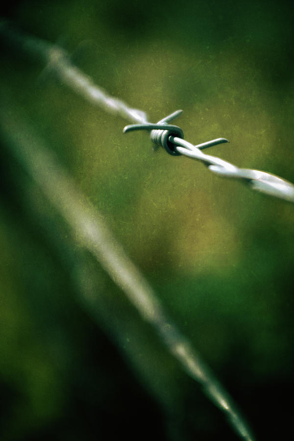 Barbed Wire #1 Photograph by Carlos Caetano