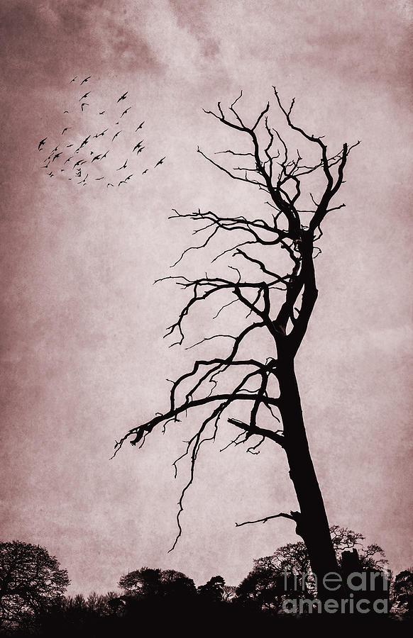 Nature Photograph - Bare Tree #1 by Svetlana Sewell