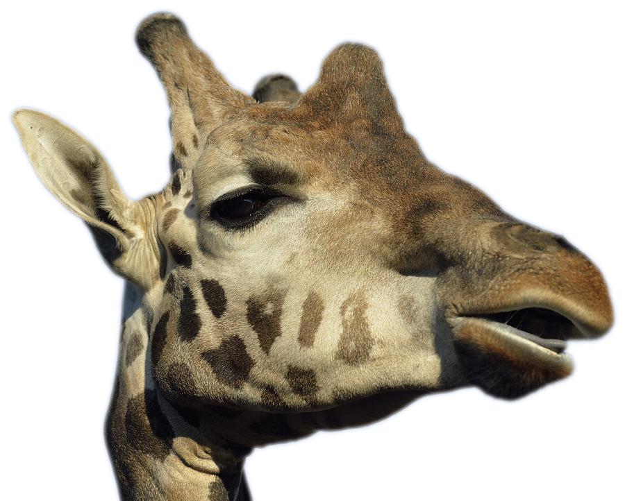 Baringo Giraffe #1 Photograph by George Atsametakis