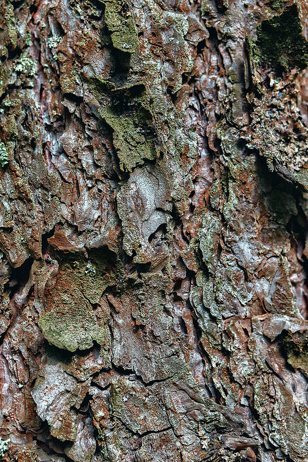 Bark Of Pine Tree Photograph