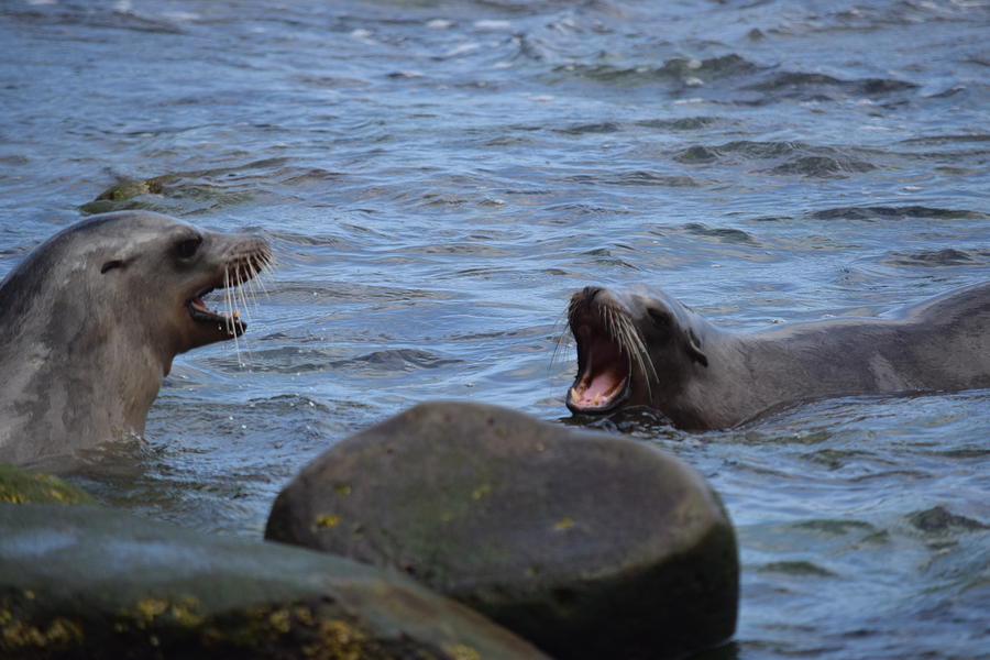 Barking Sea Lions Photograph