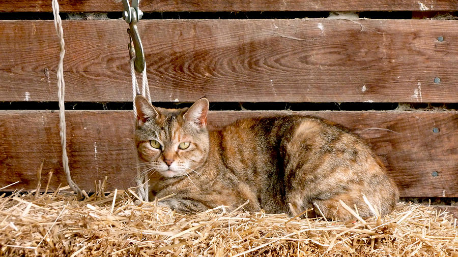 Animal Photograph - Barn Cat #1 by Jason Freedman