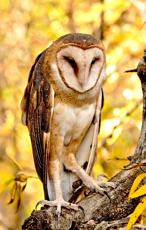 Barn Owl #1 Photograph by Amy McDaniel