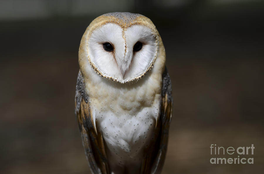 Barn Owl 2 Photograph by Andrea Silies