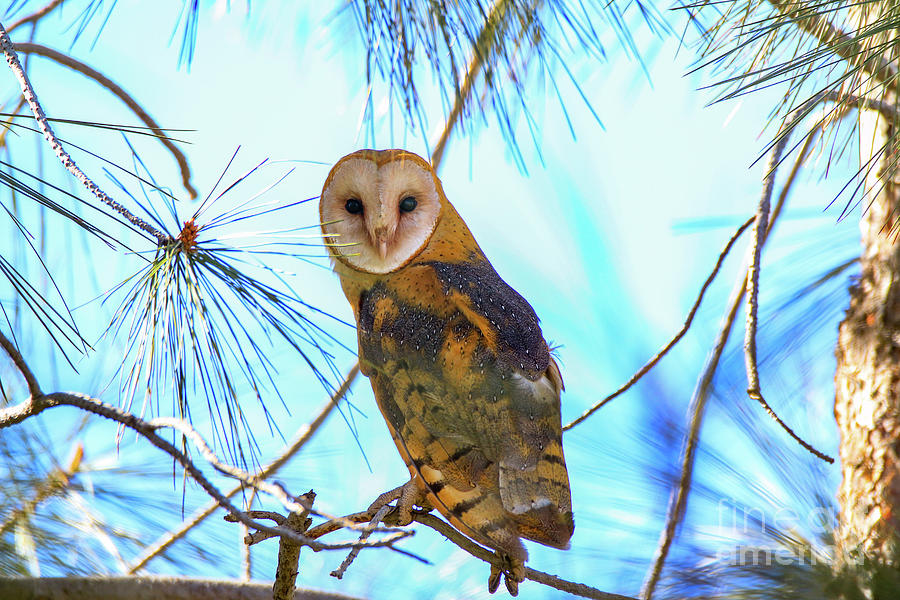 Owl Photograph - Barn Owl Beauty #1 by Craig Corwin