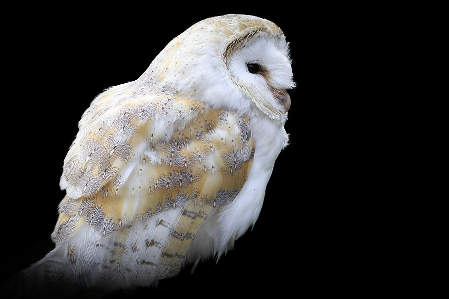 Barn owl - #1 Photograph by Chris Smith