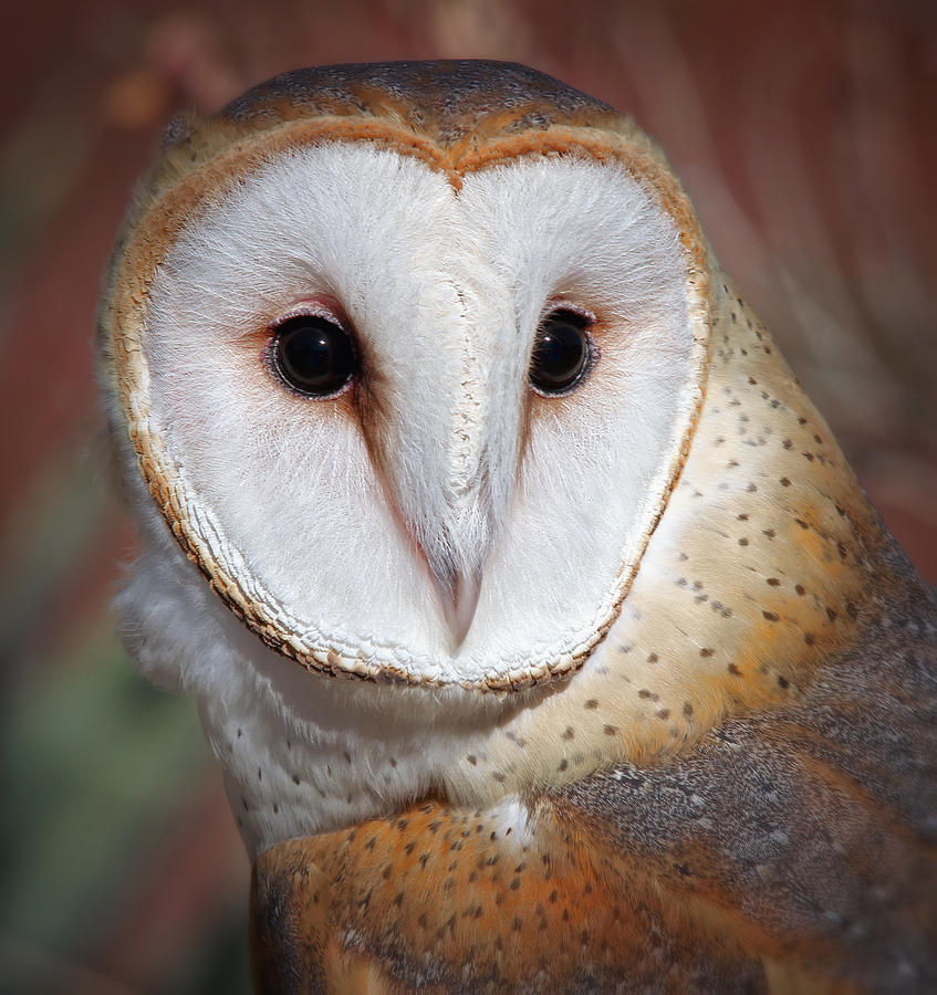Bird Photograph - Barn Owl #1 by Elaine Malott
