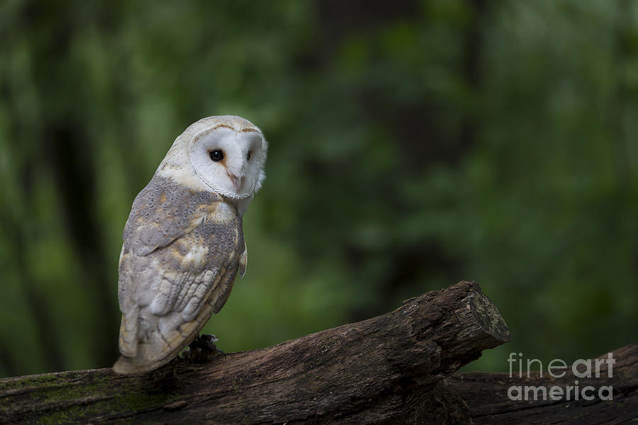 Barn Owl in the Woods Photograph by Andrea Silies
