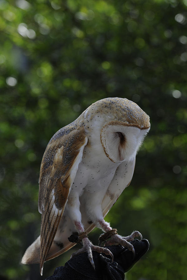 Barn Owl #1 Photograph by Keith Lovejoy