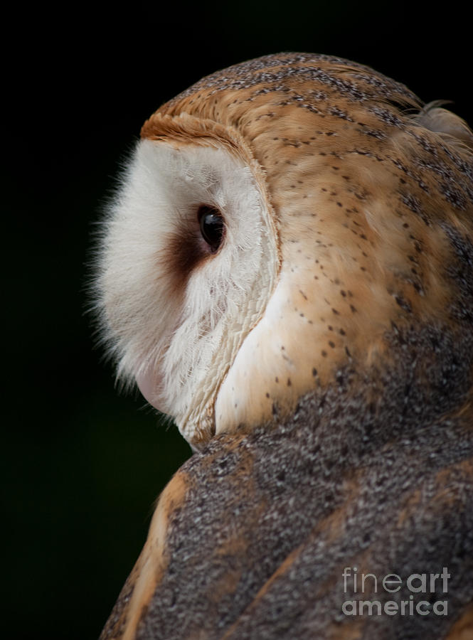 Owl Photograph - Barn Owl #1 by Lisa Porier