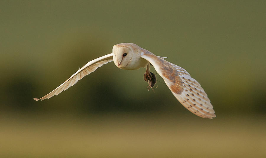 Owl Photograph - Barn Owl #1 by Paul Neville