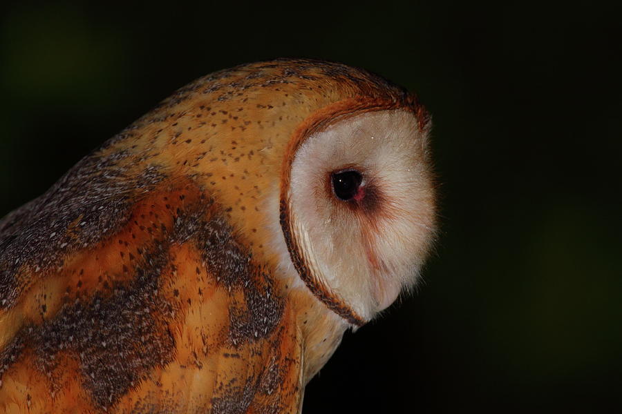 Owl Photograph - Barn Owl Profile #1 by Bruce J Robinson