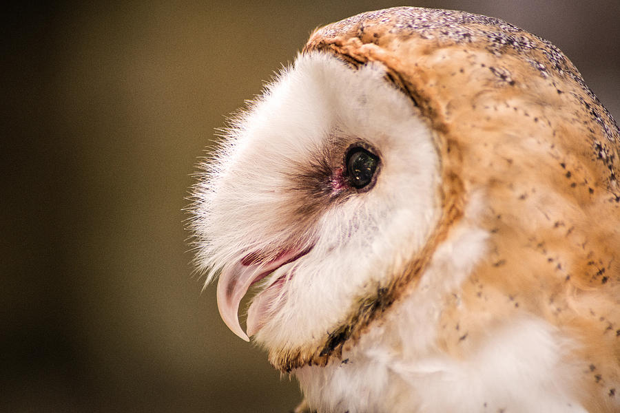 Barn Owl Profile #1 Photograph by Don Johnson