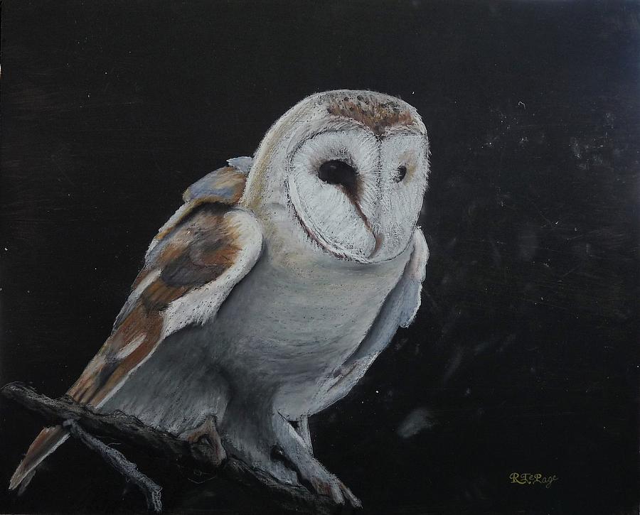 Barn Owl #1 Pastel by Richard Le Page