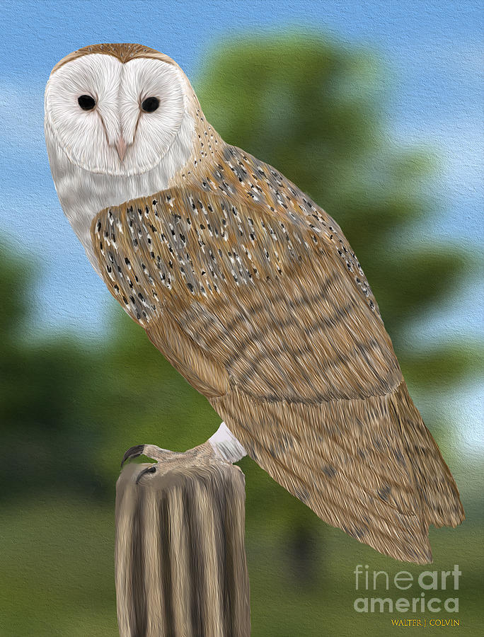 Barn Owl #1 Digital Art by Walter Colvin